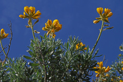 Adenocarpus hispanicus argyrophyllus