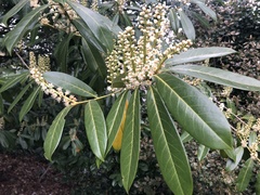 Prunus laurocerasus