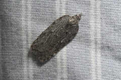 Acleris maximana