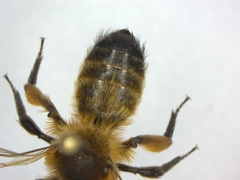Andrena