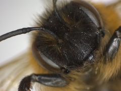 Andrena