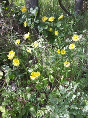 Doronicum plantagineum