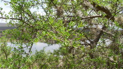 Condalia velutina