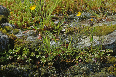 Ranunculus paludosus