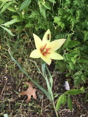 Tulipa clusiana
