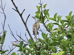 Melanerpes carolinus image