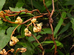 Erythrorchis altissima