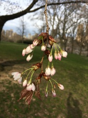 Prunus speciosa