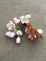 Prunus speciosa