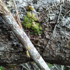 Specklinia