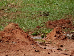 Forpus crassirostris