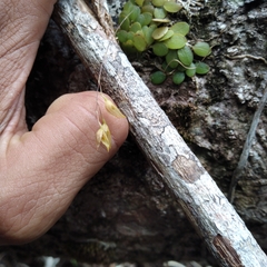 Specklinia