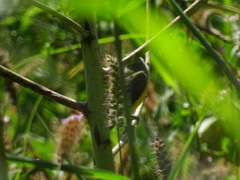 Passerina leclancherii