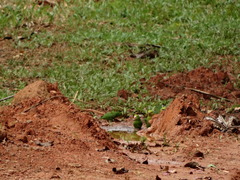 Forpus crassirostris