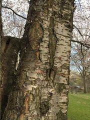 Prunus speciosa