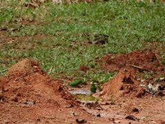 Forpus crassirostris