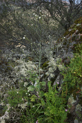 Crambe hispanica
