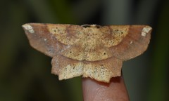 Euchlaena amoenaria