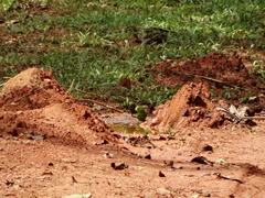 Forpus crassirostris