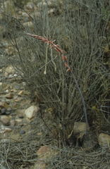 Gasteria brachyphylla