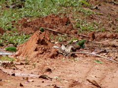 Forpus crassirostris