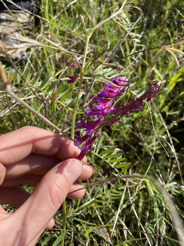 iNaturalist observation photo of hairy vetch
