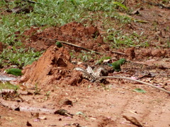 Forpus crassirostris