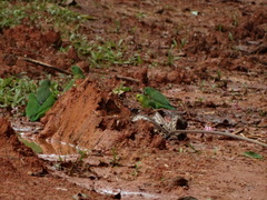 Forpus crassirostris