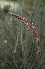 Gasteria brachyphylla