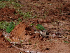 Forpus crassirostris