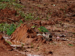 Forpus crassirostris