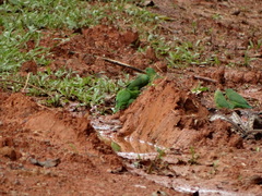 Forpus crassirostris