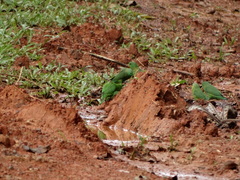 Forpus crassirostris