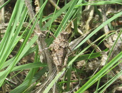 Ommexecha virens