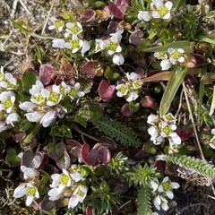 Cochlearia danica