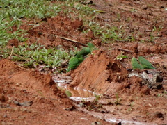 Forpus crassirostris