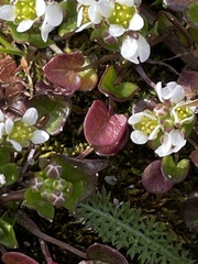 Cochlearia danica