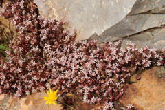 Sedum arenarium