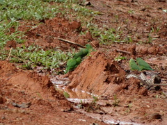 Forpus crassirostris