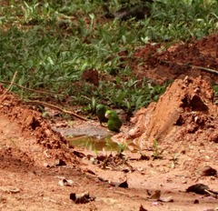 Forpus crassirostris