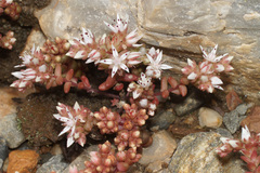 Sedum arenarium