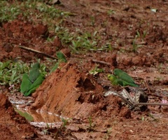 Forpus crassirostris