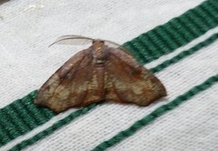 Achrosis