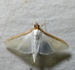 Cydalima