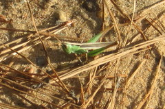 Staurorhectus longicornis