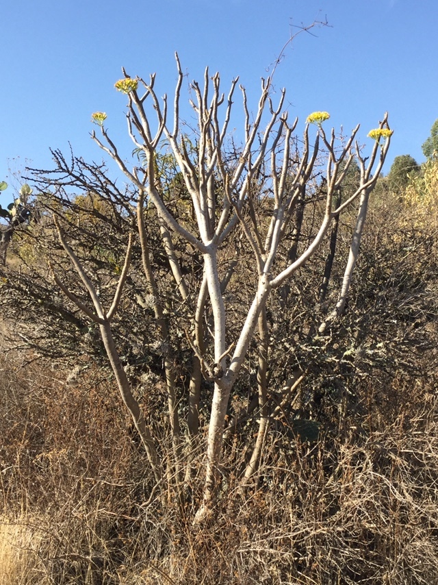 Broomstick Tree from Parque Recreativo "JoyaLa Barreta" on March 27