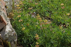 Lupinus gredensis
