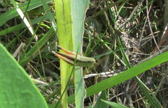 Amblytropidia australis