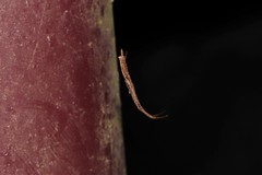 Miagrammopes orientalis