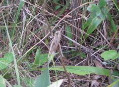 Amblytropidia australis